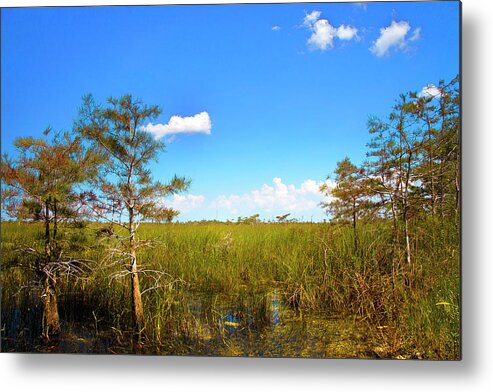 Everglades Metal Print featuring the photograph Everglades 1909 by Rudy Umans