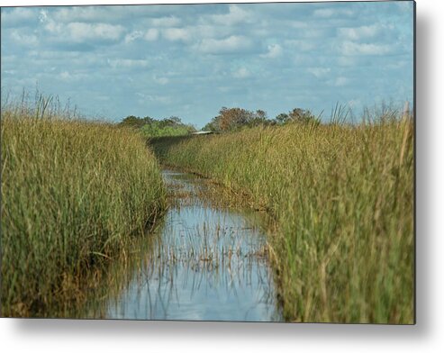 Everglades Metal Print featuring the photograph Everglades Trail by CR Courson