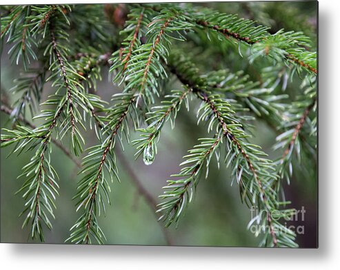 Evergreen Metal Print featuring the photograph Evergreen - Pine needles by Rehna George