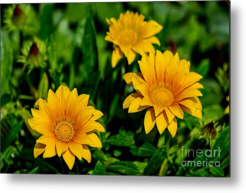 Gerbera Metal Print featuring the photograph Extraordinary yellow by The P