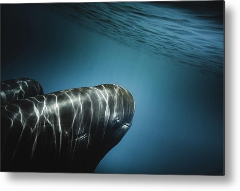 Marinelife Metal Print featuring the photograph Eye to Eye by Sina Ritter