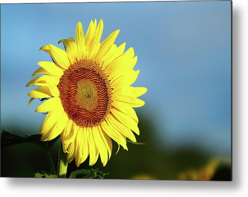 Summer Metal Print featuring the photograph Face The Day by Lens Art Photography By Larry Trager