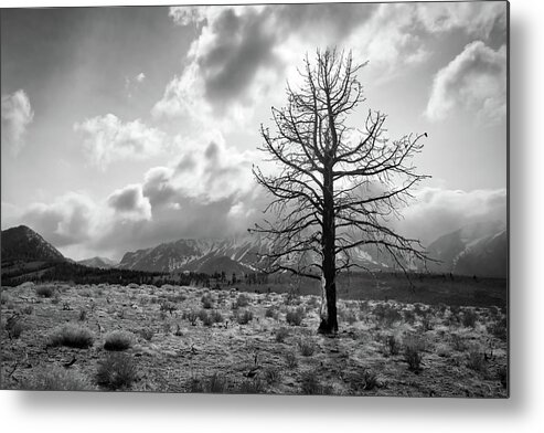 The Sierra Nevada Metal Print featuring the photograph Faithfully Standing by American Landscapes