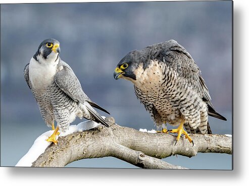 Birds Metal Print featuring the photograph Falcons in Winter by Kevin Suttlehan