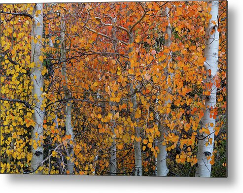 North America Metal Print featuring the photograph Fall Aspens of the Sierras by Mark Miller