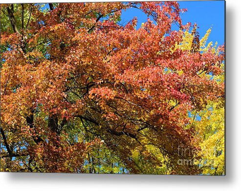 Fall Metal Print featuring the photograph Fall Autumn Photo 137 by Lucie Dumas