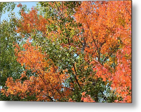 Fall Metal Print featuring the photograph Fall Autumn Photo 139 by Lucie Dumas