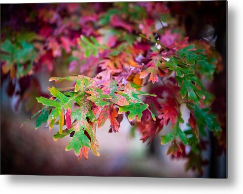 Photo Metal Print featuring the photograph Fall Foliage by Evan Foster