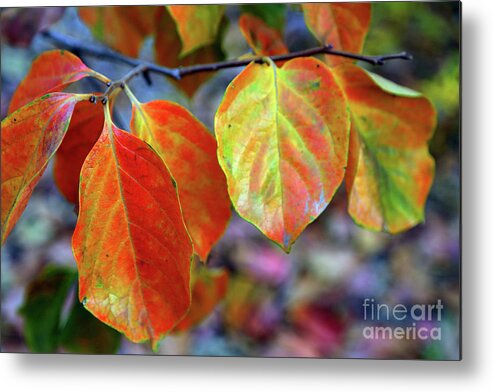 Leaves Metal Print featuring the photograph Fall Leaves by Vivian Krug Cotton