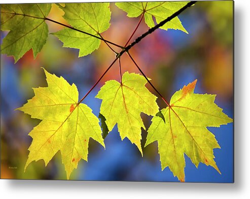 Fall Leaves Metal Print featuring the photograph Fall Maple Leaves by Christina Rollo