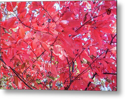 Maple Metal Print featuring the photograph Fall Maple Reds by Ed Williams