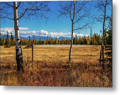 Aspen Metal Print featuring the photograph Fall by Thomas Nay