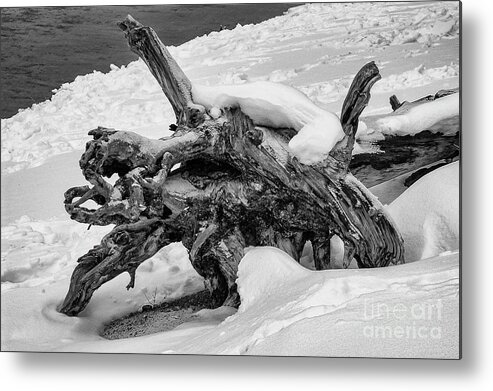 Yellowstone National Park Metal Print featuring the photograph Fallen Tree in Yellowstone 2 by Bob Phillips