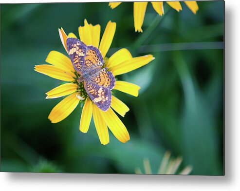 False Sunflower Metal Print featuring the photograph False Sunflower-Butterfly_6119 by Rocco Leone