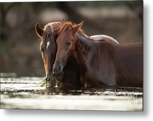 Salt River Wild Horses Metal Print featuring the photograph Family Dinner by Shannon Hastings