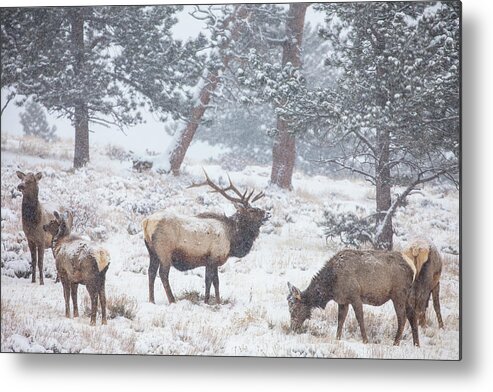 Elk Metal Print featuring the photograph Family Man by Darren White