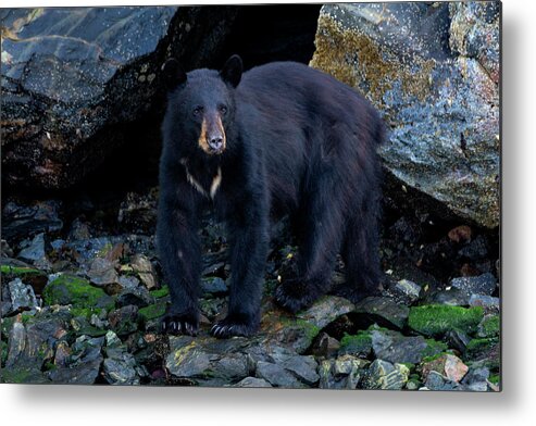 Fear Of Change Metal Print featuring the photograph Fear Of Change - Bear Art by Jordan Blackstone