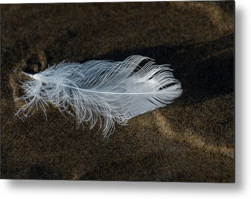 Afternoon Metal Print featuring the photograph Feather White Gull by Robert Potts