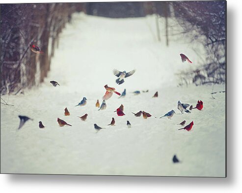 Feathered Metal Print featuring the photograph Feathered Friends by Carrie Ann Grippo-Pike