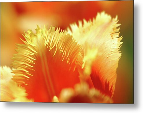 Tulip Metal Print featuring the photograph Feathered Petals by Lens Art Photography By Larry Trager