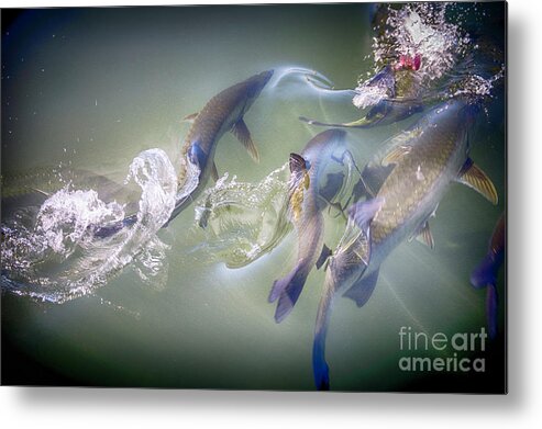 Fish Metal Print featuring the photograph Feeding Frenzy by Judy Hall-Folde