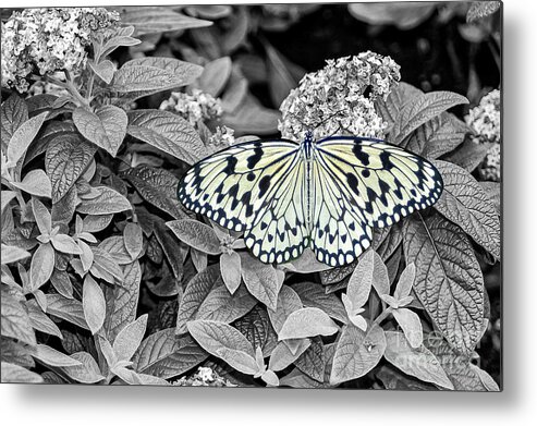 Reiman Gardens Metal Print featuring the photograph Feeding Tree Nymph 4 by Bob Phillips