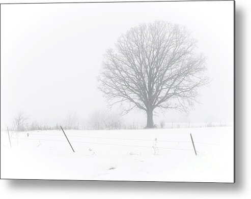 Fog Metal Print featuring the photograph Feeling the Fog by Amfmgirl Photography