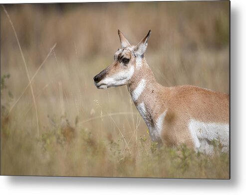 Montana Metal Print featuring the photograph Female Pronghorn by Constance Puttkemery