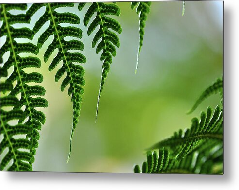 Copyright Elixir Images Metal Print featuring the photograph Fern Frame by Santa Fe