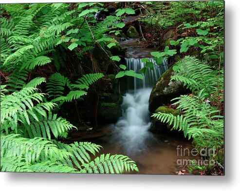 Spring Metal Print featuring the photograph Ferns and small stream by Kevin Shields