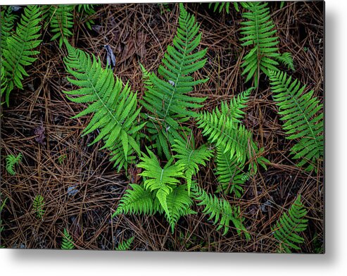 Nature Metal Print featuring the photograph Ferns by Cindy Robinson