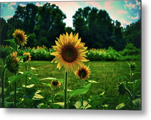 Conservation Metal Print featuring the photograph Field of Sunflowers by Heather Bettis