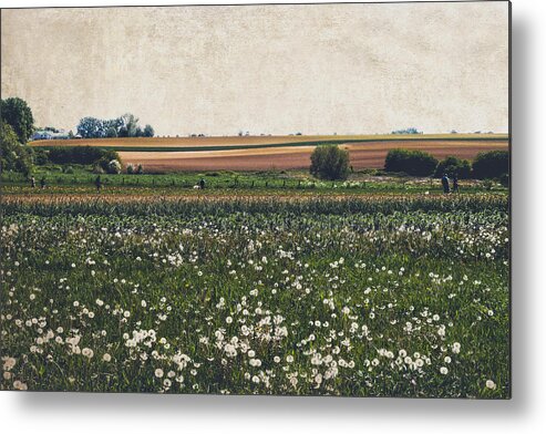 Field Metal Print featuring the photograph Fields of flowers by Yasmina Baggili