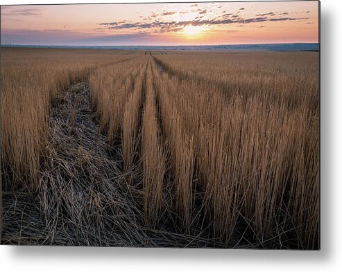Fields Metal Print featuring the photograph Fields of grain by Stephen Holst