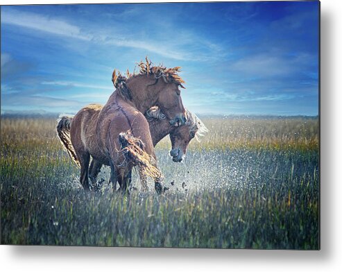 Wild Metal Print featuring the photograph Fighting Mustangs on the Outer Banks by Bob Decker
