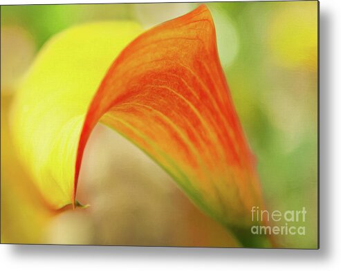 Lily Metal Print featuring the photograph Fill with Love and Mix Around by Marilyn Cornwell