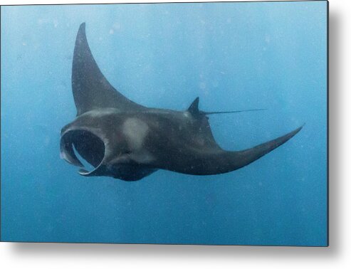 Animals Metal Print featuring the photograph Final Approach by Lynne Browne