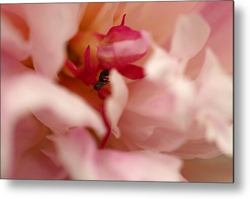 Peony Metal Print featuring the photograph Finishing touches by Laurie Lago Rispoli