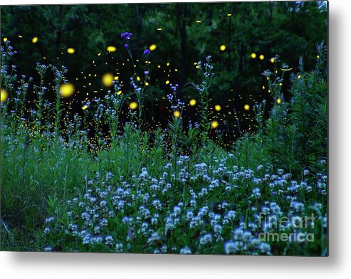 00573992 Metal Print featuring the photograph Fireflies and the Night Meadow by Hiroya Minakuchi