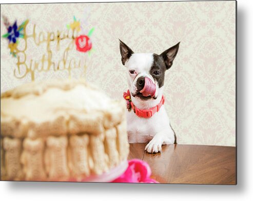 Boston Metal Print featuring the photograph Snow's Birthday, Boston Terrier Dog by Jeanette Fellows