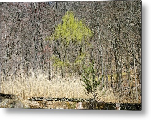 Weeping Willow Metal Print featuring the photograph First Color - by Julie Weber