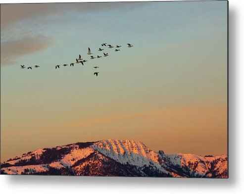 Nature Metal Print featuring the photograph First Flight at First Light by Mike Lee