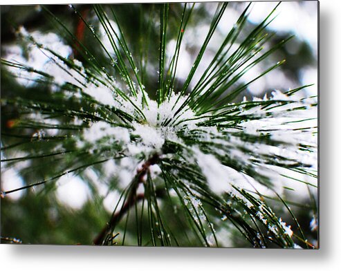 Pine Metal Print featuring the photograph First Snow by Simone Hester