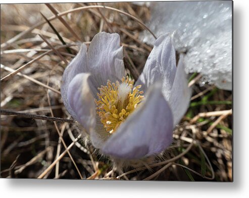 Crocus Metal Print featuring the photograph First Spring Crocus And Snow by Karen Rispin