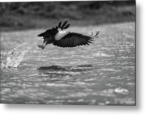 Africa Metal Print featuring the photograph Fish eagle in flight - monochrome by Murray Rudd