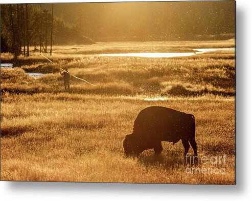 Bison Metal Print featuring the photograph Fisherman's Paradise by Maresa Pryor-Luzier