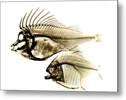 Animal Themes Metal Print featuring the photograph Fishes x-ray on white by Grecosvet