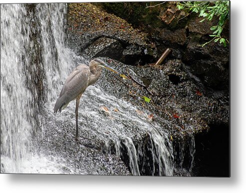 Waterfall Metal Print featuring the photograph Fishing or showering by Stacy Abbott