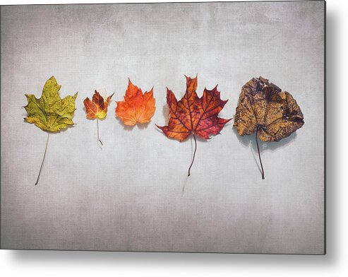 Autumn Metal Print featuring the photograph Five Autumn Leaves by Scott Norris