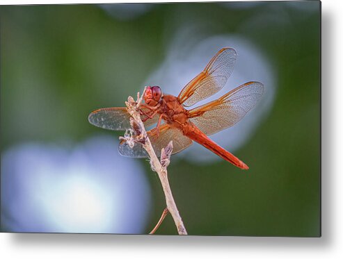 Flame Skimmer Dragonfly Metal Print featuring the photograph Flame Skimmer Dragonfly 3 by Rick Mosher